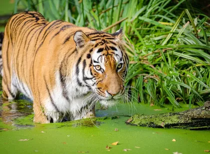 Proyecto césped artificial de alta calidad Tigris