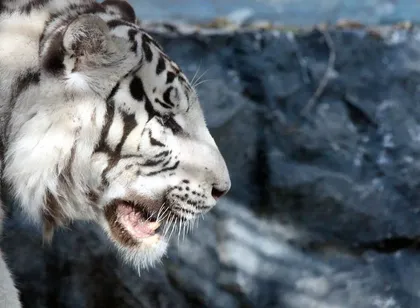 Proyecto césped artificial de alta calidad Tigris