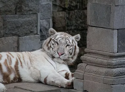 Proyecto césped artificial de alta calidad Tigris