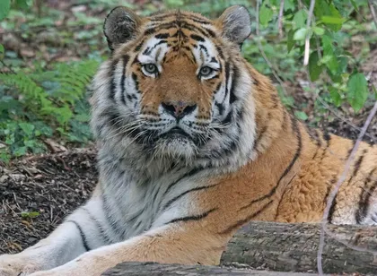 Proyecto césped artificial de alta calidad Tigris