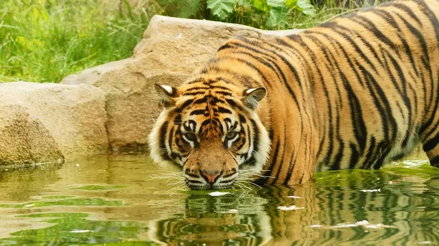 Césped artificial bicolor de alta calidad Tigris para terrazas