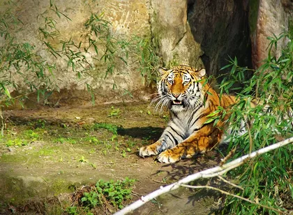 Proyecto césped artificial de alta calidad Tigris