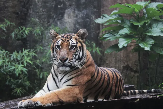 Césped artificial bicolor de alta calidad Tigris para jardines
