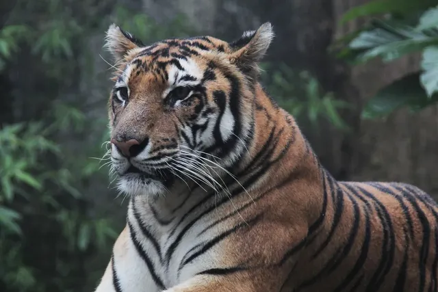 Césped artificial bicolor de alta calidad Tigris para comercios