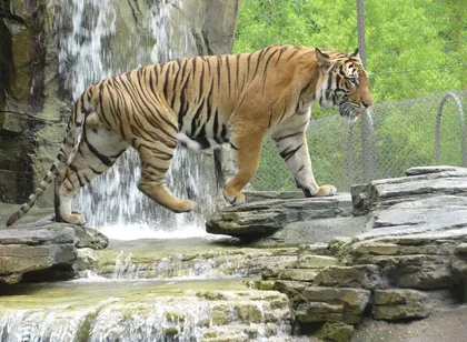Proyecto césped artificial de alta calidad Tigris