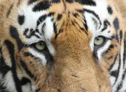 Proyecto césped artificial de alta calidad Tigris